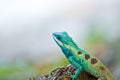 Blue iguana in the nature Royalty Free Stock Photo