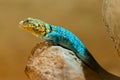 Blue Iguana portrait in nature Royalty Free Stock Photo