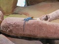 a blue iguana on a rock