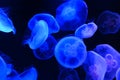 Blue illuminated jellyfish