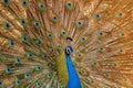 blue Indian male peafowl closeup dancing colorful feather India