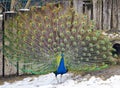 Blue Indian peafowl displaying the train