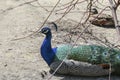 Blue Indian Peafowl / Peacock (Pavo Cristatus) Royalty Free Stock Photo