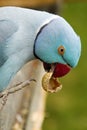 Blue Indian ringneck parakeet eating a peanut