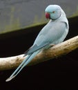 Blue Indian ringneck parakeet on a perch Royalty Free Stock Photo