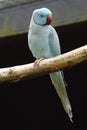 Blue Indian ringneck parakeet on a perch Royalty Free Stock Photo