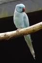 Blue Indian ringneck parakeet on a perch