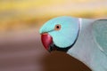 Indian Ringneck Parrot