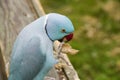 Blue Indian ringneck parakeet eating a peanut