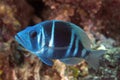 Blue indigo hamlet fish Royalty Free Stock Photo