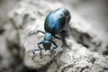 Blue insect on earth