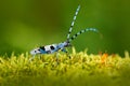 Blue insect in forest. Beautiful blue incest with long feelers, Rosalia Longicorn, Rosalia alpina, in nature green forest habitat, Royalty Free Stock Photo