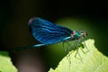 Blue insect