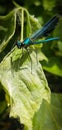 Blue insect over a leave Royalty Free Stock Photo