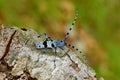 Blue insect. Rosalia Longicorn, Rosalia alpina, in the nature green forest habitat, sitting on the green larch, Czech republic, lo Royalty Free Stock Photo