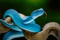 Blue insularis pit viper on branch at rain forest