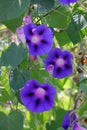 Blue Ipomoea creeper blossoms Royalty Free Stock Photo