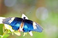 Blue iridescent butterfly