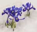 Blue Iridodictyum in the snow Royalty Free Stock Photo