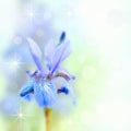 Blue Iris Royalty Free Stock Photo