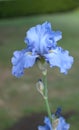 A light blue bearded Iris.