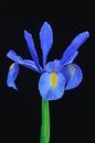Blue iris. Royalty Free Stock Photo