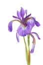 Blue iris Royalty Free Stock Photo