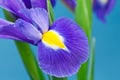 Blue Iris Royalty Free Stock Photo
