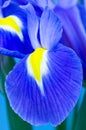 Blue Iris Royalty Free Stock Photo