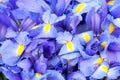 Blue iris background Royalty Free Stock Photo