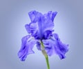 Blue iris bloom on background Royalty Free Stock Photo