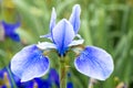 Blue Iris Royalty Free Stock Photo