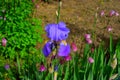 Blue iris bloom in spring time Royalty Free Stock Photo