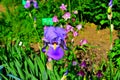 Blue iris bloom in spring time Royalty Free Stock Photo