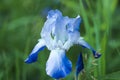 Blue Iris in bloom. Royalty Free Stock Photo