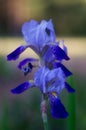 Blue Iris