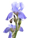 Blue iris blossoms