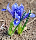 Blue Iris Royalty Free Stock Photo