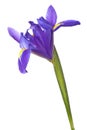 Blue iris or blueflag flower Royalty Free Stock Photo