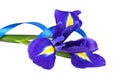 Blue iris or blueflag flower and blue ribbon isolated on white background Royalty Free Stock Photo