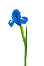 Blue iris or blueflag flower isolated on white background Royalty Free Stock Photo