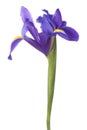 Blue iris or blueflag flower Royalty Free Stock Photo