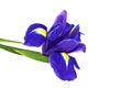 Blue iris or blueflag flower isolated on white background Royalty Free Stock Photo