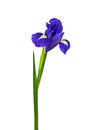 Blue iris or blueflag flower isolated on white background Royalty Free Stock Photo