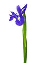 Blue iris or blueflag flower isolated on white background Royalty Free Stock Photo