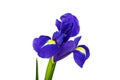 Blue iris or blueflag flower isolated on white background Royalty Free Stock Photo