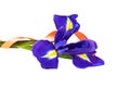 Blue iris or blueflag flower and orange ribbon isolated on white background Royalty Free Stock Photo