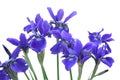 Blue Iris Bouquet Royalty Free Stock Photo