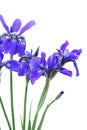 Blue Iris Bouquet Royalty Free Stock Photo