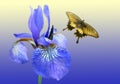 Blue iris and butterfly